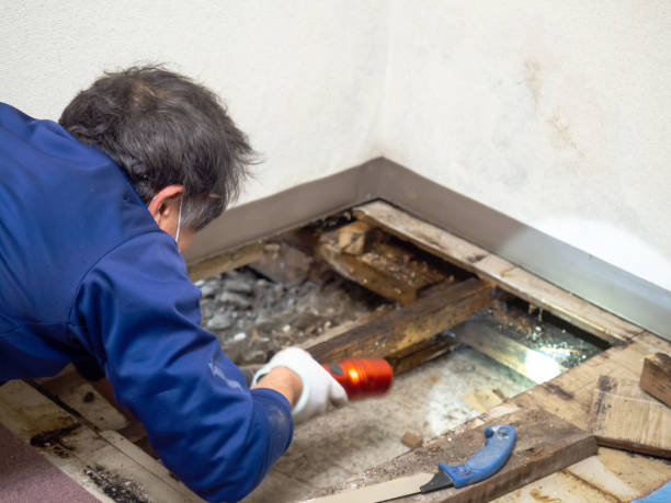 Best Mold Removal Company Near Me  in Evans City, PA