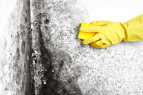 Best Residential Mold Removal  in Evans City, PA