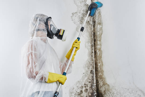 Attic Mold Removal in Evans City, PA