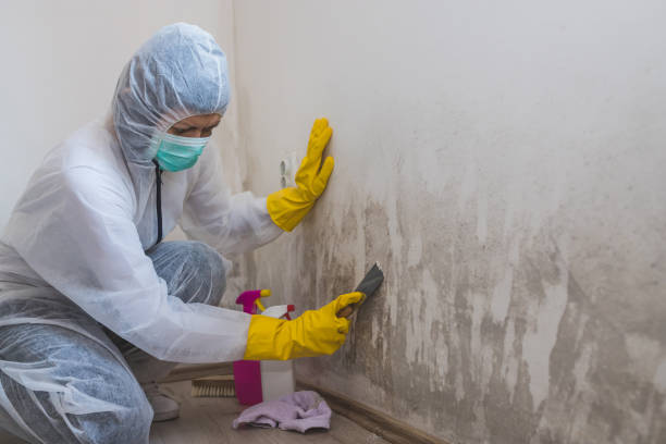 Best Mold Cleaning Services  in Evans City, PA