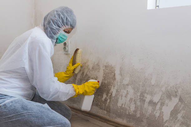 Best Mold Removal Company Near Me  in Evans City, PA