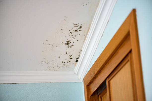 Best Mold Remediation Services  in Evans City, PA