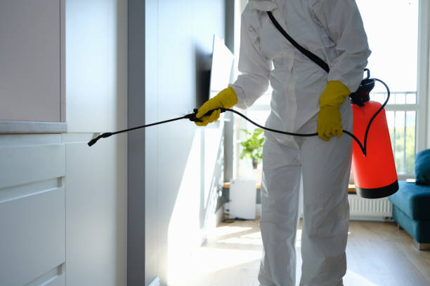 Home Mold Removal in Evans City, PA