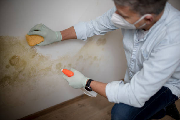 Best Mold Damage Repair  in Evans City, PA