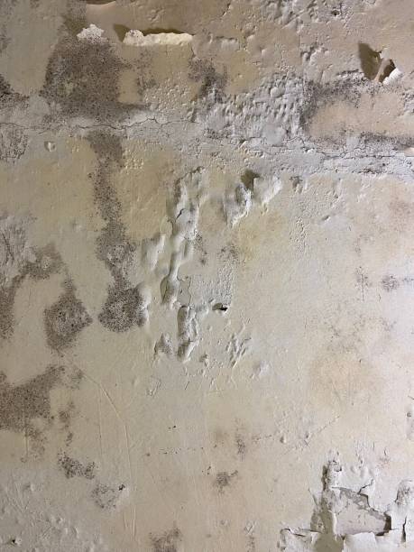 Best Emergency Mold Removal  in Evans City, PA