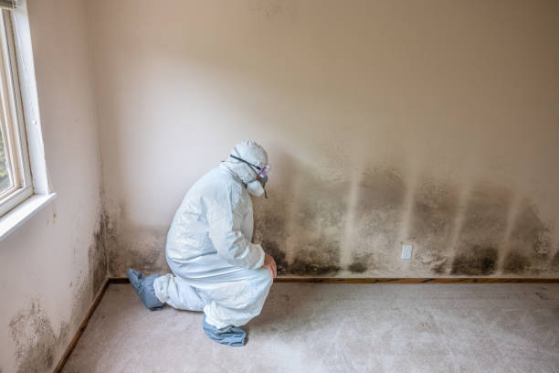 Best Mold Cleaning Services  in Evans City, PA