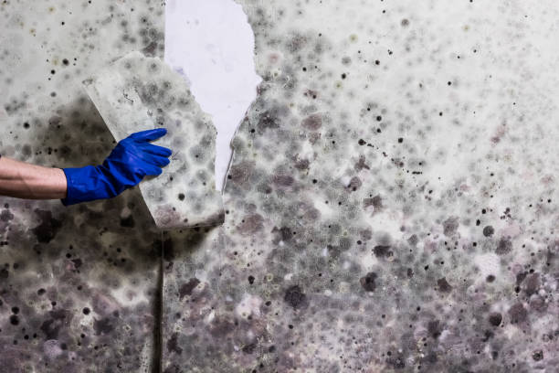 Best Mold Remediation  in Evans City, PA