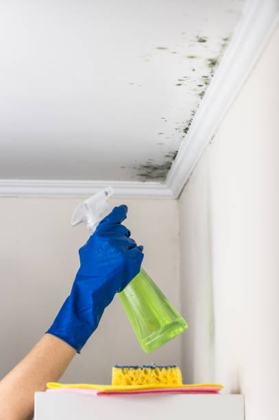 Best Local Mold Removal Service  in Evans City, PA